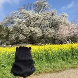 kazumon