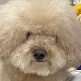天むす