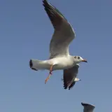ひよこ77