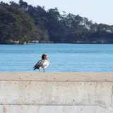 佐藤