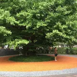 旅をする木