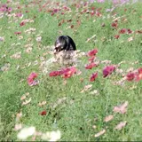 ふくみ