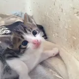 あんこ