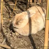 nitiya_pianissimo.pr