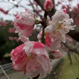 microcosm