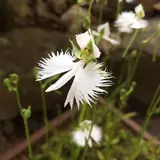 mizuha