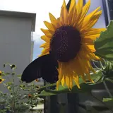 序ノ口