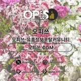 서초건마 오피사이트.NET 서초마사지