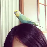 ぴなこ