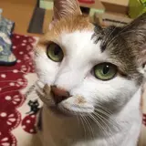 ぷぷぷ