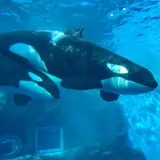 さっくん