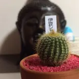 おなつ