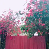Ⓜ︎◡̈⃝︎⋆︎*