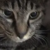 セブン