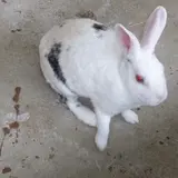 大和なでし子