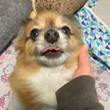 りく