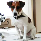 なっちゃんオレンジ