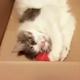 maja