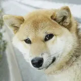 yokopon