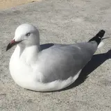 てっぱん君