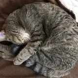 コメコパン