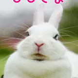 うさぎ