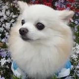 ひは