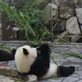 チョコミント主義