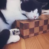 さいとぅー