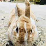 みか