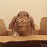 もふわ
