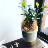 えれこ
