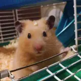 kaorin_hamham