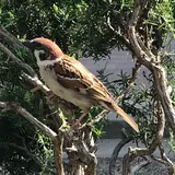 ぴよ
