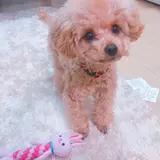 しーぽん