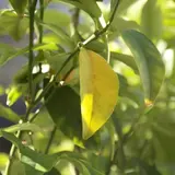 naokunk