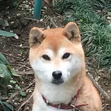 柚子柴