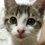 にゃん