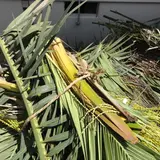 狩野 揮史