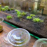 小さな緑のインテリア 苔屋