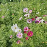 県営権現堂公園（幸手市権現堂堤）