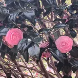 伊豆高原桜並木