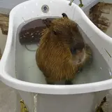 アニタッチみなとみらい