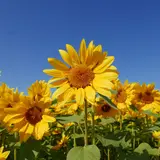 寒川 冬のひまわり