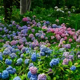 郷土の森公園