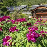 玄向寺