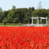 大宮花の丘農林公苑