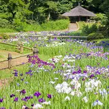 明治神宮御苑