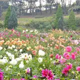 町田ダリア園