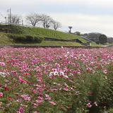 イシックス馬入のお花畑